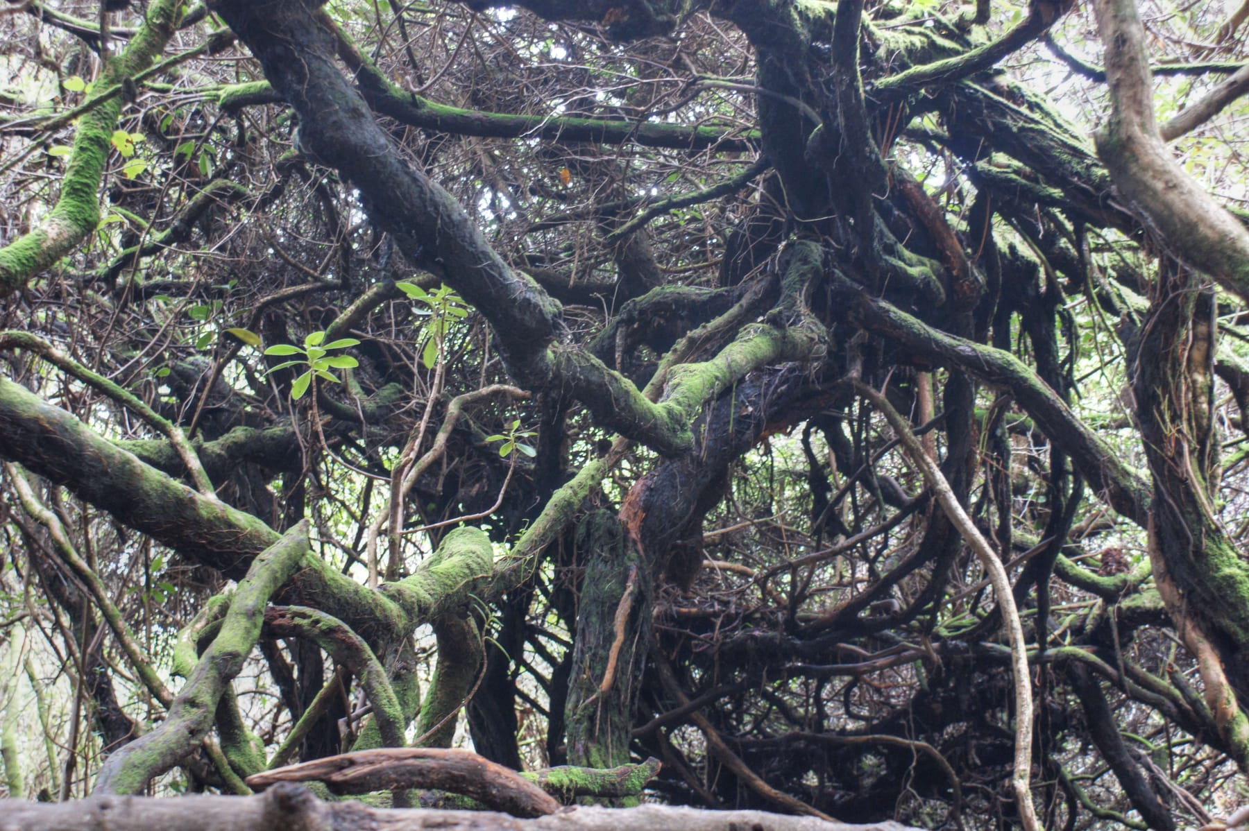 Vegetación del bosque nuboso del Volcán Poás